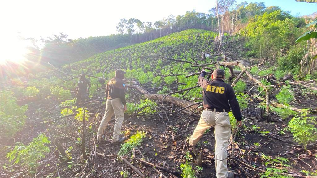 MP erradica 10 manzanas con cultivos de marihuana en Olancho