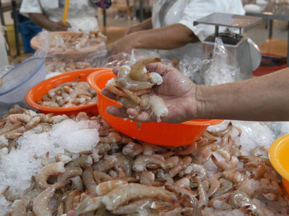 Camarón, lejos de exportarse a China por los bajos precios
