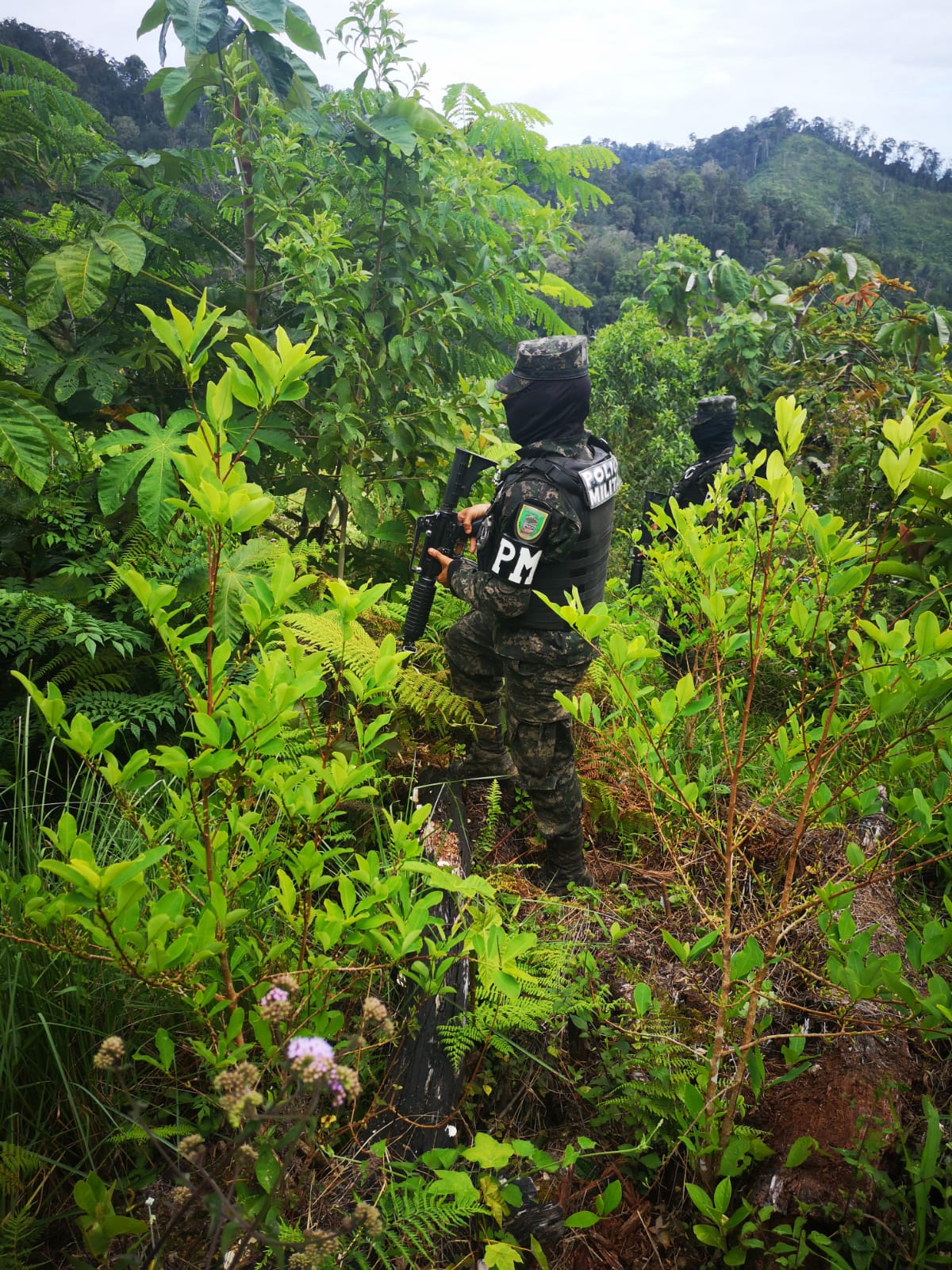 PMOP realizaron el aseguramiento de más de 367 mil arbustos de hoja de coca cultivados en 76 manzanas en Patuca, Olancho