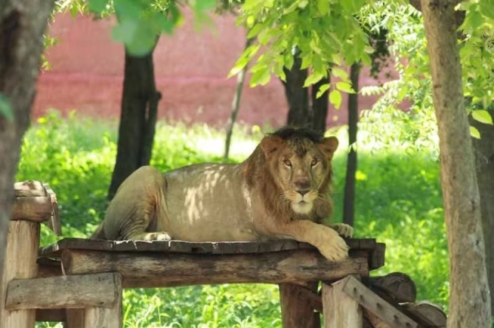 En India: Un Hombre entra a la jaula de un león para sacarse una selfie y termino devorado