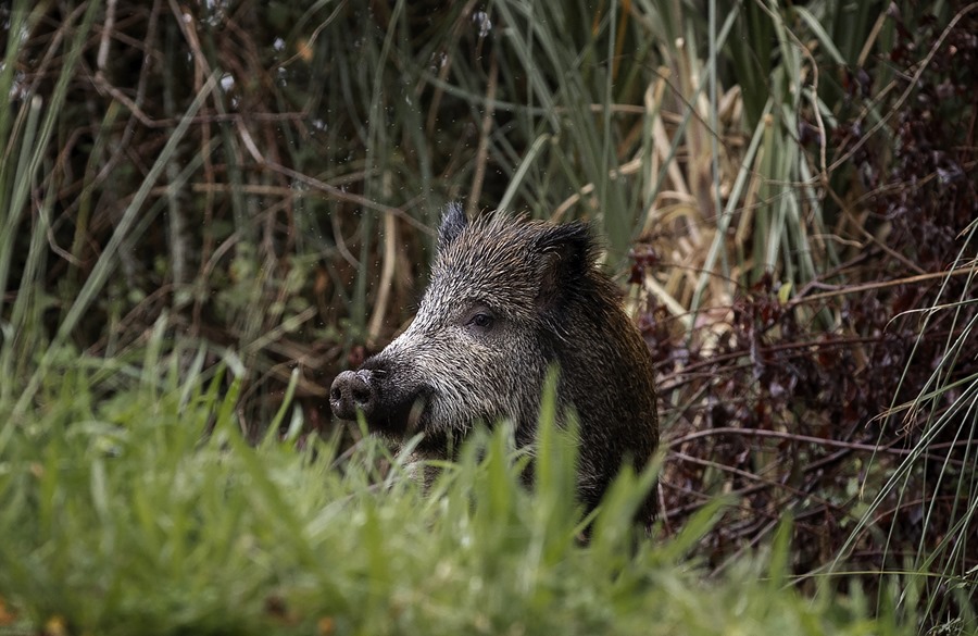 Fallece un cazador al recibir un disparo en un área de caza de Asturias, España