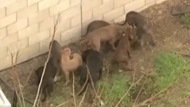 Muere un hombre atacado por los pitbulls que él mismo criaba