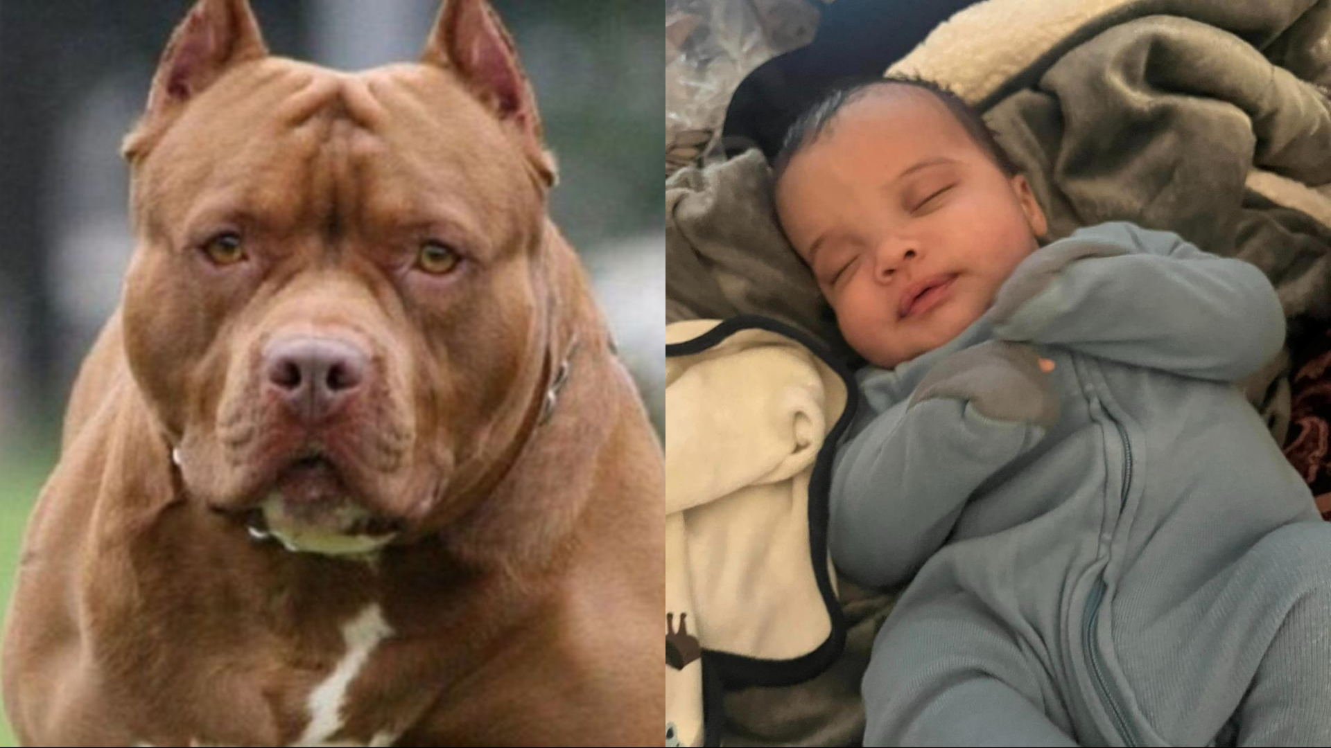 Bebé de 3 meses muere mutilado por un perro pitbull en Nueva Jersey, EE.UU.