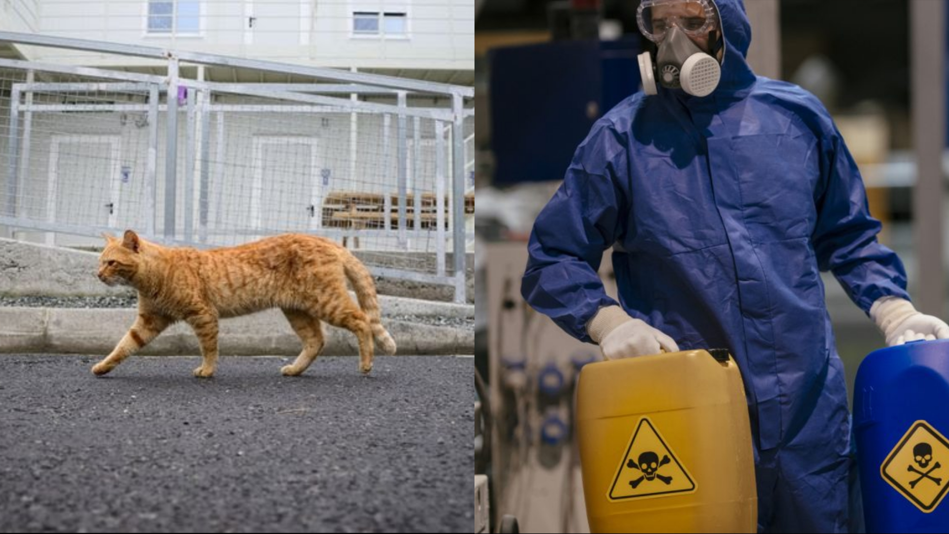 Ciudad japonesa en alerta después de que un gato cayera en una tina de químicos tóxicos y escapara
