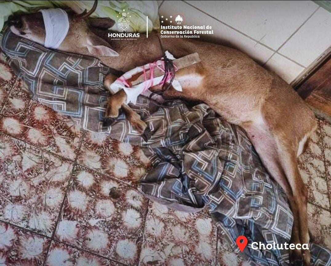 IMPORTANTE: ICF rescata a un Venado Cola Blanca en Choluteca