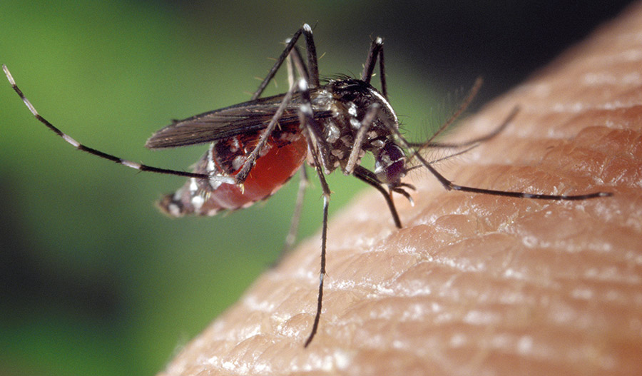 La dieta del dengue: qué alimentos comer y cuáles evitar para recuperarse mejor