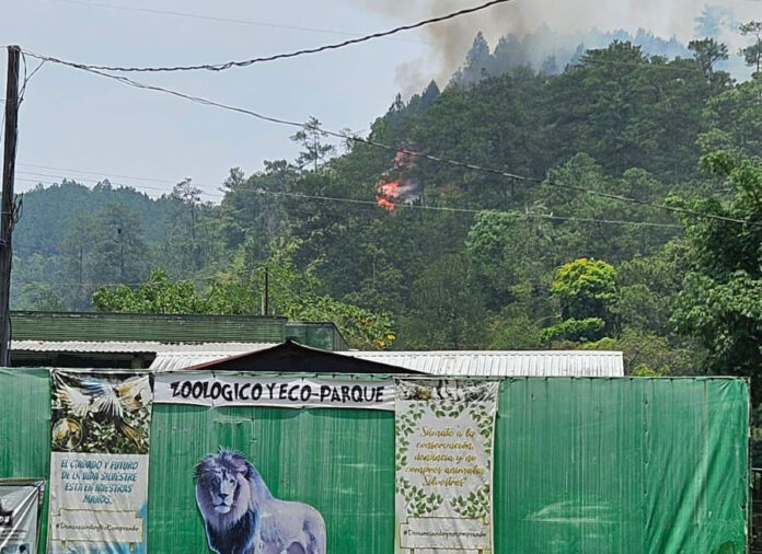 Se reporta incendio forestal a inmediaciones del zoológico Joya Grande