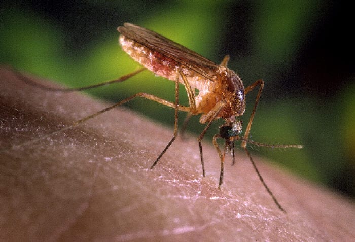 Cómo distinguir si se tuvo dengue o zika: un test en desarrollo apunta a la diferencia