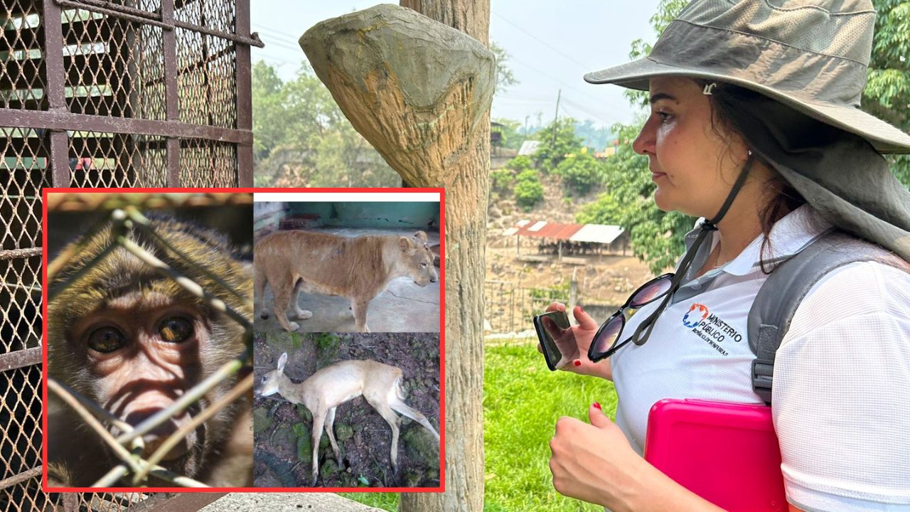 MP envía equipo para investigar muerte de animales en Joya Grande