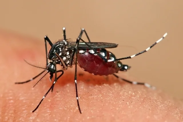 ¡Alarmante! Otros dos menores mueren a causa del dengue en el Distrito Central