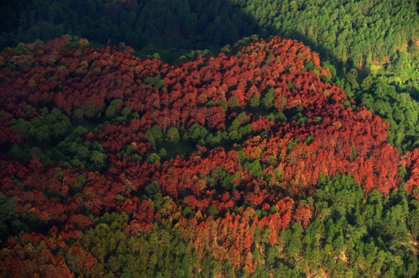 Nueve departamentos han sido dañados por el gorgojo afectando así unas 250 hectáreas de bosque