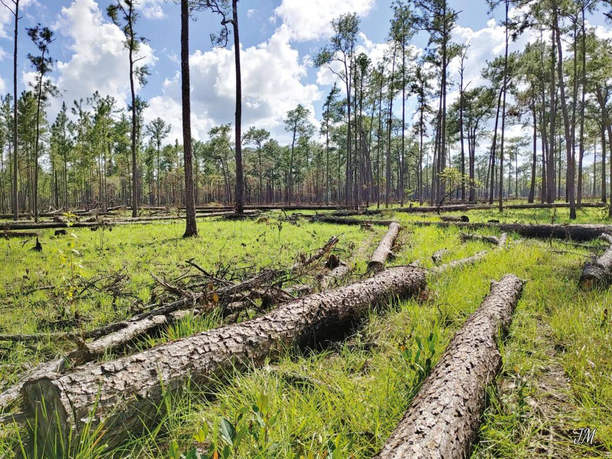 Honduras cumple 50 años de manejo forestal