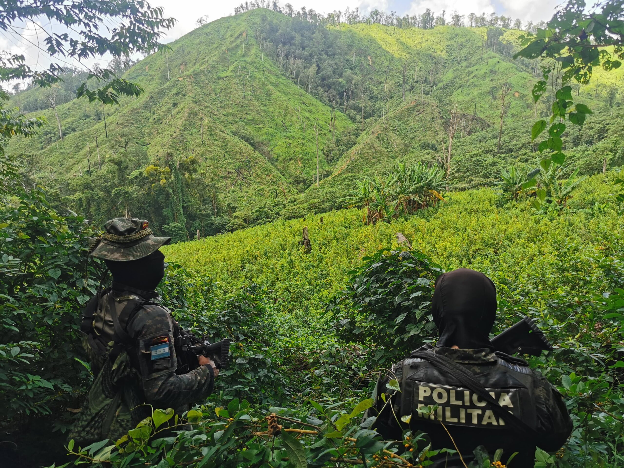 Fuerzas Armadas asegura más de 150 mil arbustos de hoja de coca en Colón