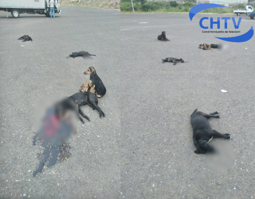 Supuestos pandilleros matan a disparos a tres perros en Mercado Perisur como presión ante extorsión