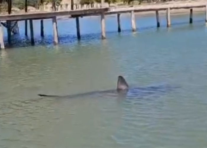 Joven es atacado por feroz tiburón en bahía en Trujillo, Colón