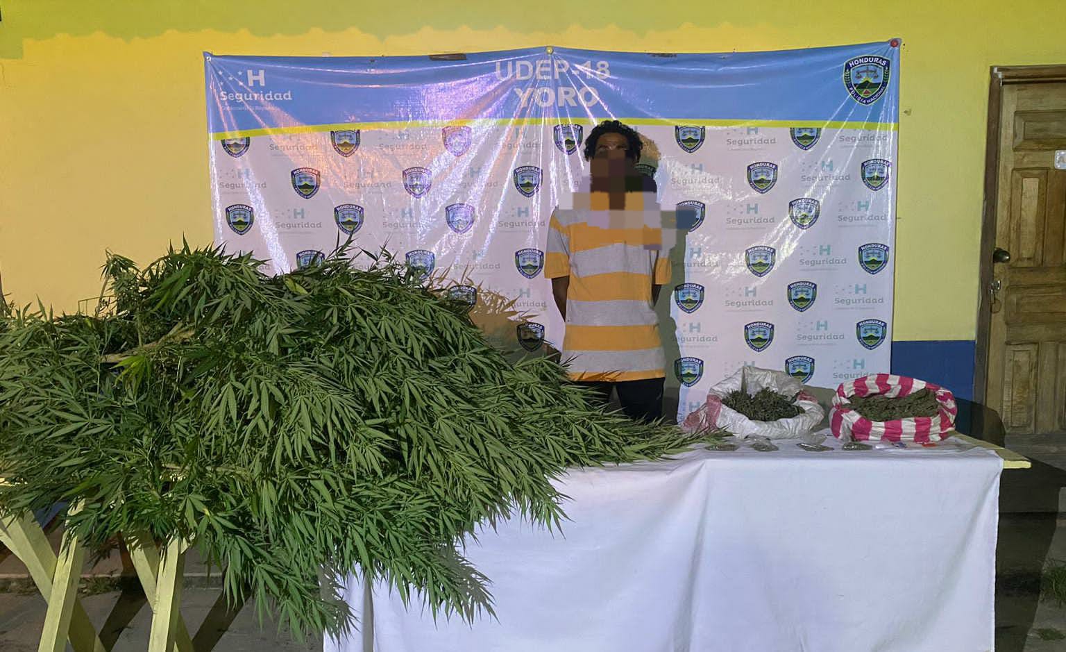 Captura a un individuo en posesión de un arbusto de más de dos metros de supuesta Marihuana más 24 libras de alucinógeno