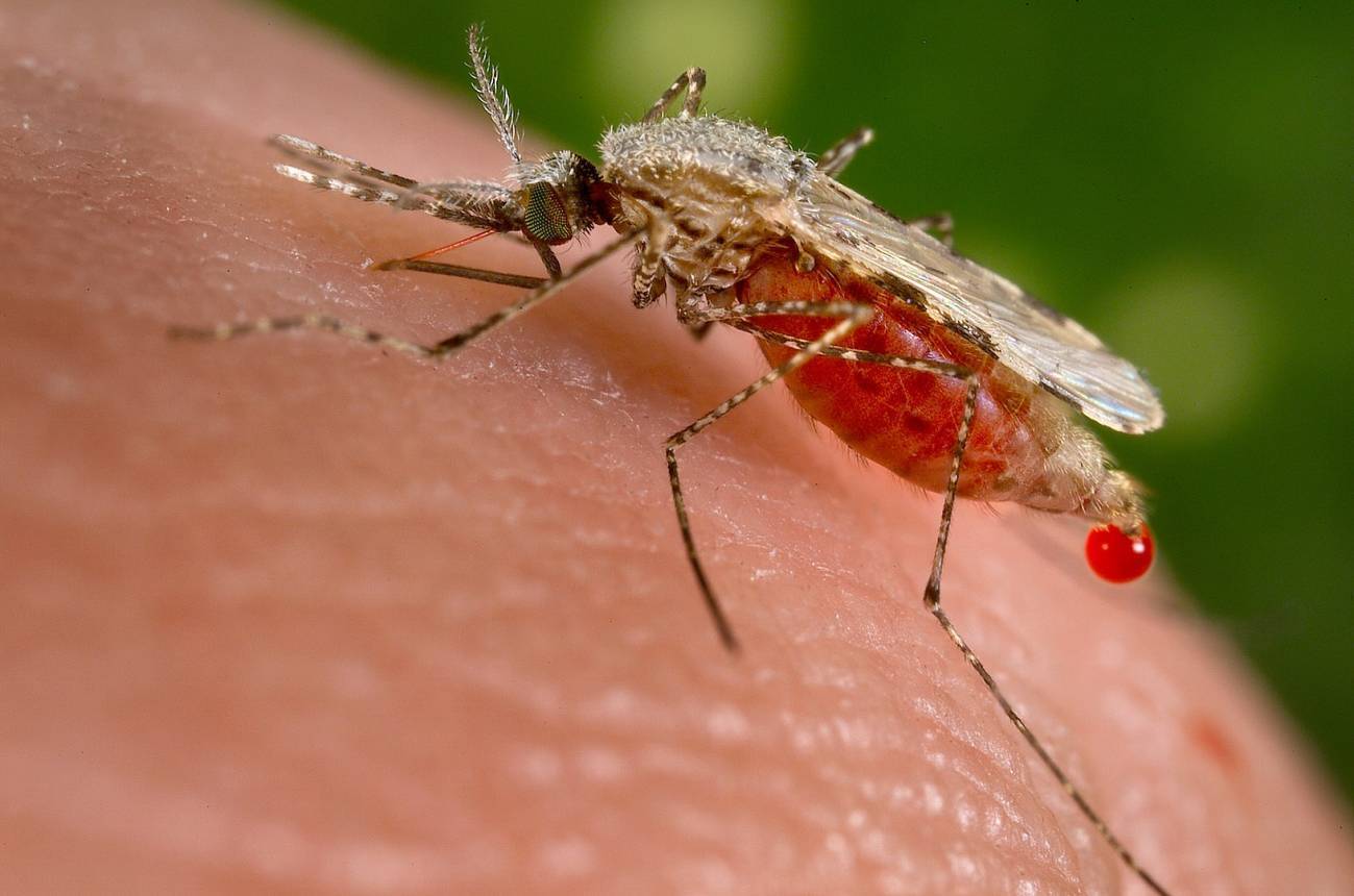 Salud reporta más de 1,300 casos de malaria en lo que va de 2024