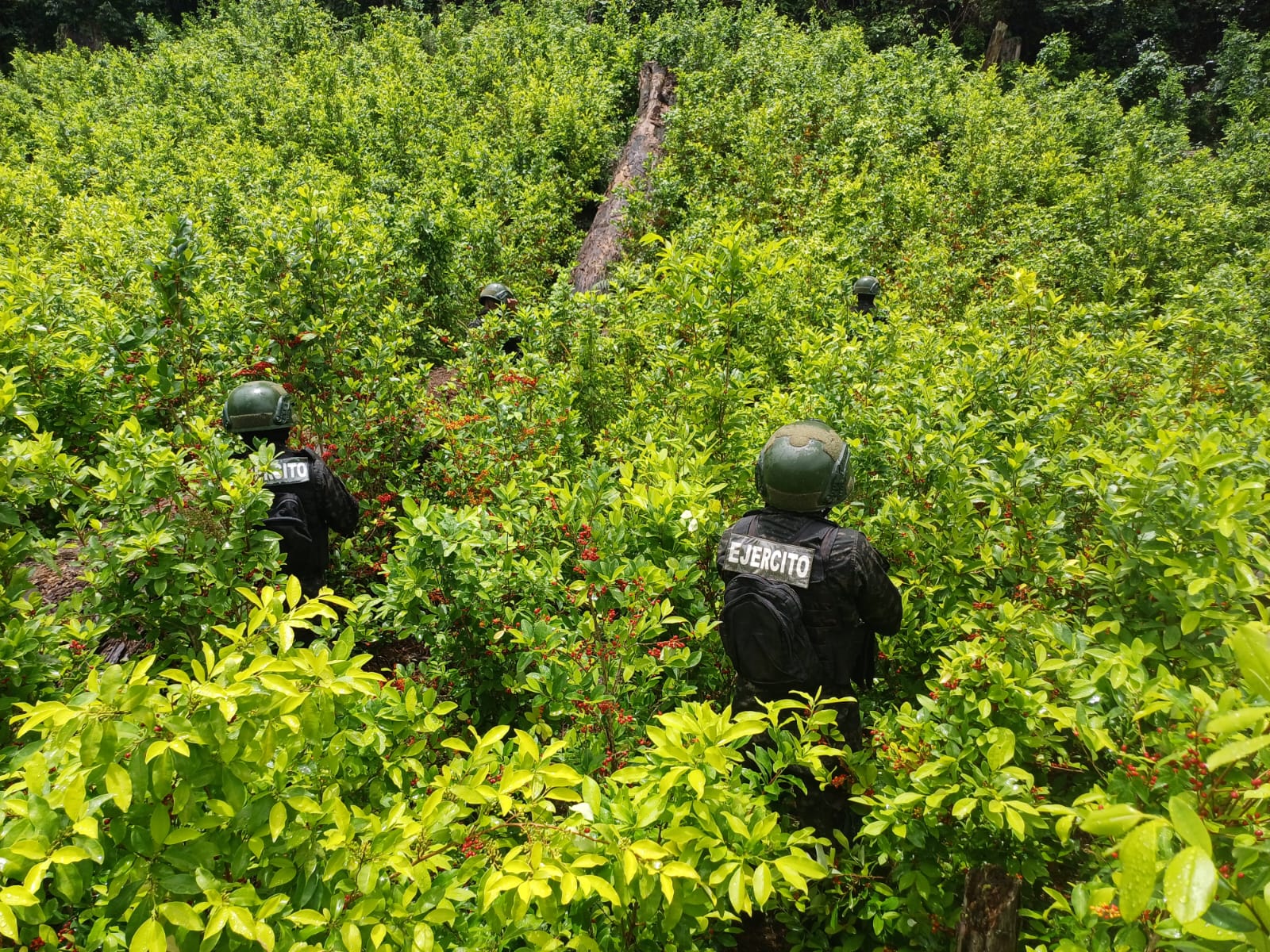 Policía Militar asegura 31 mil arbustos de hoja de coca en Sabá, Colón