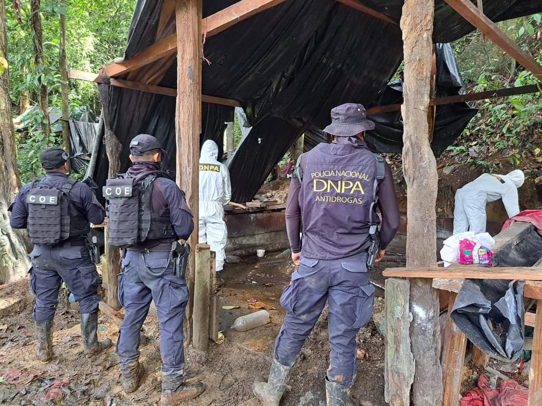 Dirección Antidrogas erradica 90,000 arbustos de coca y destruye laboratorio para extraer pasta base de coca en Colón