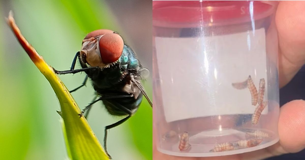 Salud emite alerta epidemiológica por miasis cutánea en humanos a causa del gusano barrenador