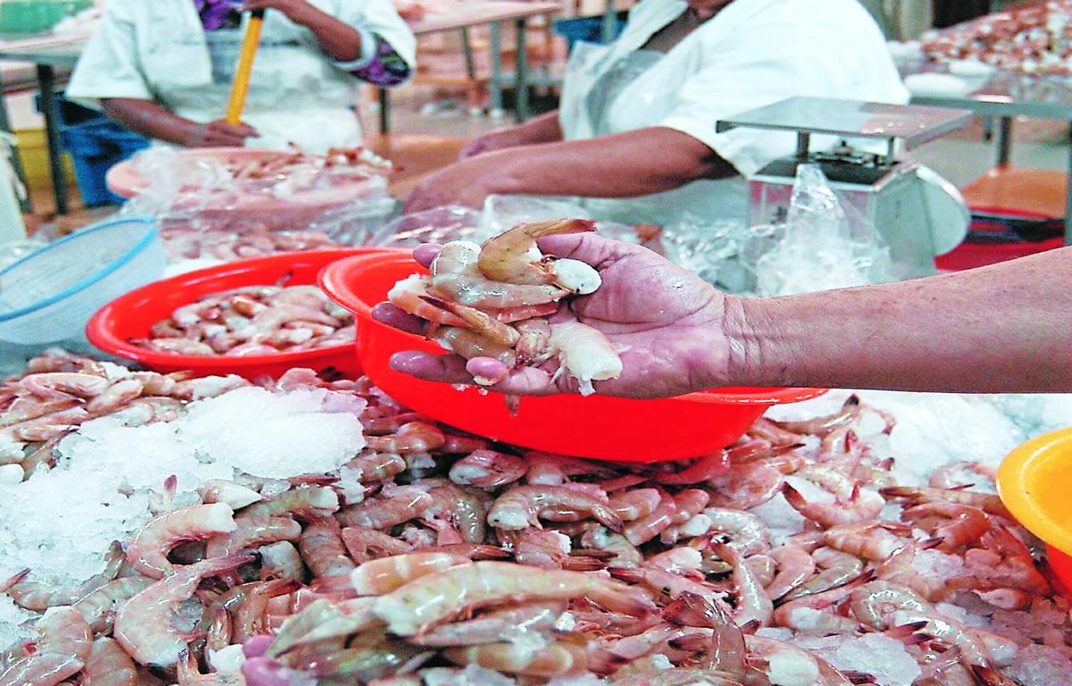 Productores hondureños de camarón resienten un bajón tras el cierre de relaciones de Honduras con Taiwán y esperan mejor oferta de China