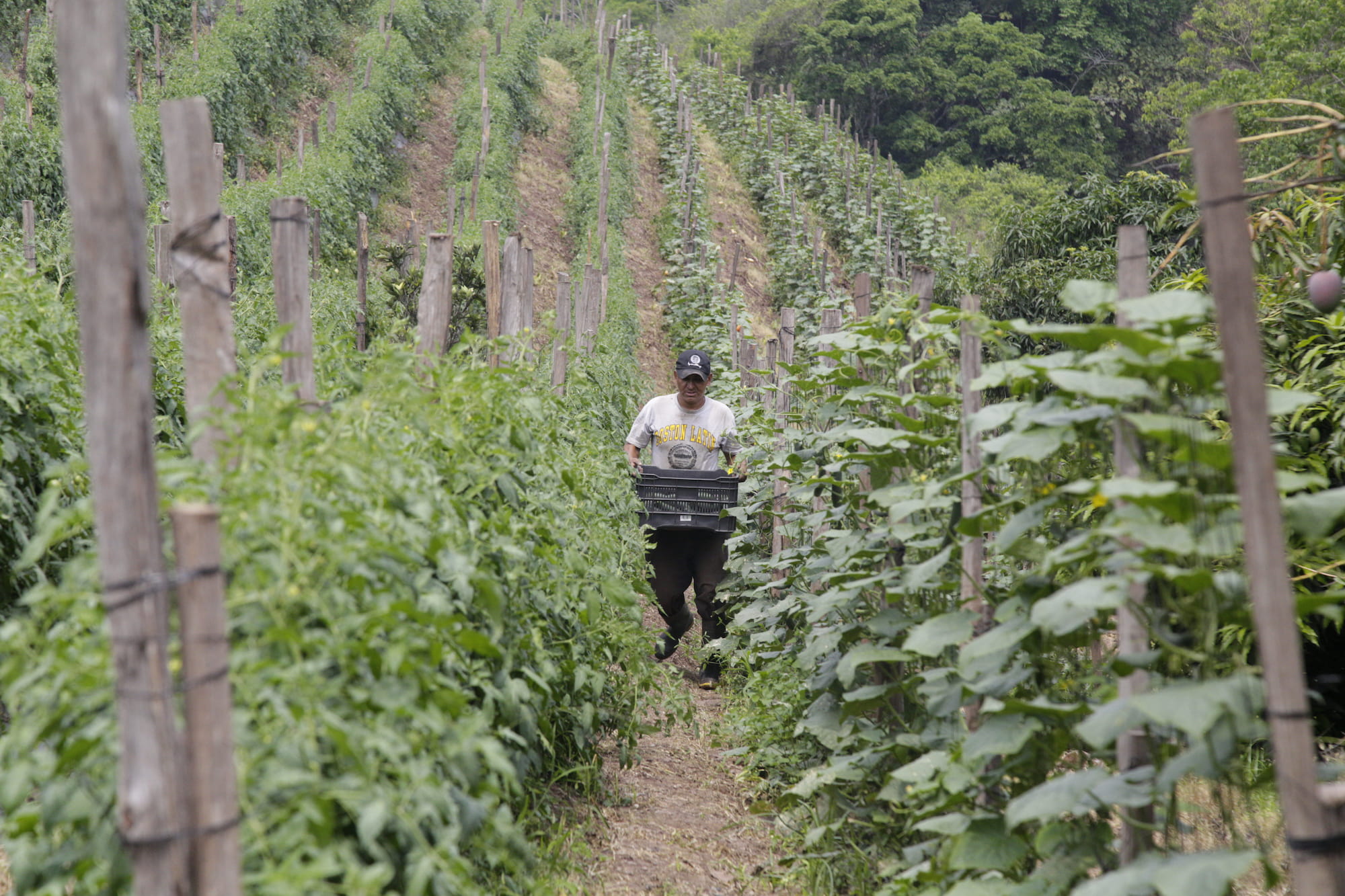 ¡Trancazo! Hasta L..200 aumentan fertilizantes denuncian productores