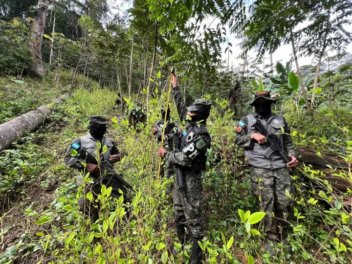 Fuerzas Armadas localiza al menos 5 hectáreas de plantación de coca en Atlántida