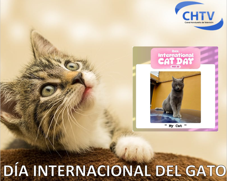 Día Internacional del Gato: ¿por qué se celebra 3 veces al año?