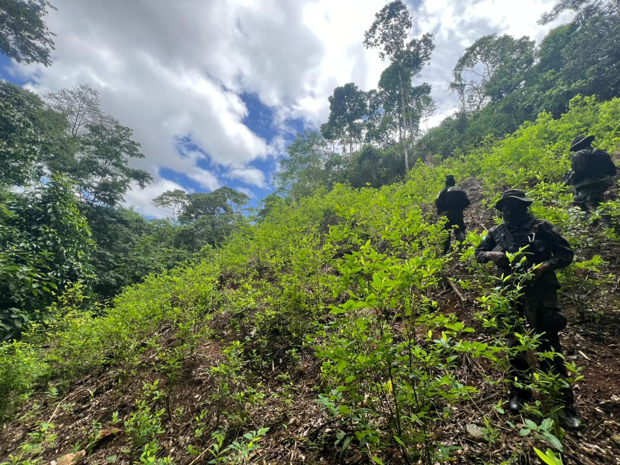 FFAA aseguran más de 40 mil arbustos de hoja coca en Colón