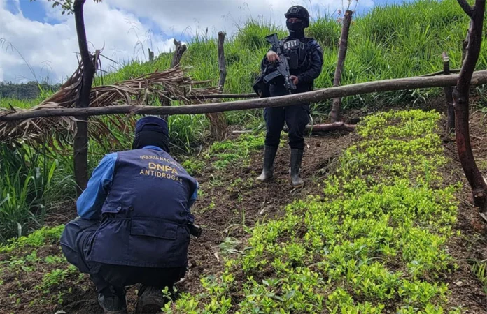 Aseguran en Colón vivero con 245 mil plántulas de supuestos arbustos de coca