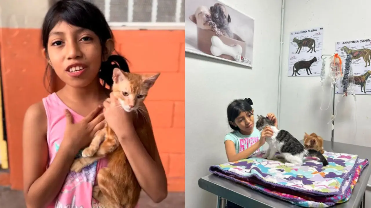 ¿Qué pasó con Dana, la niña que pidió refugio para sus gatitos ‘Quesito’ y ‘Sam’?