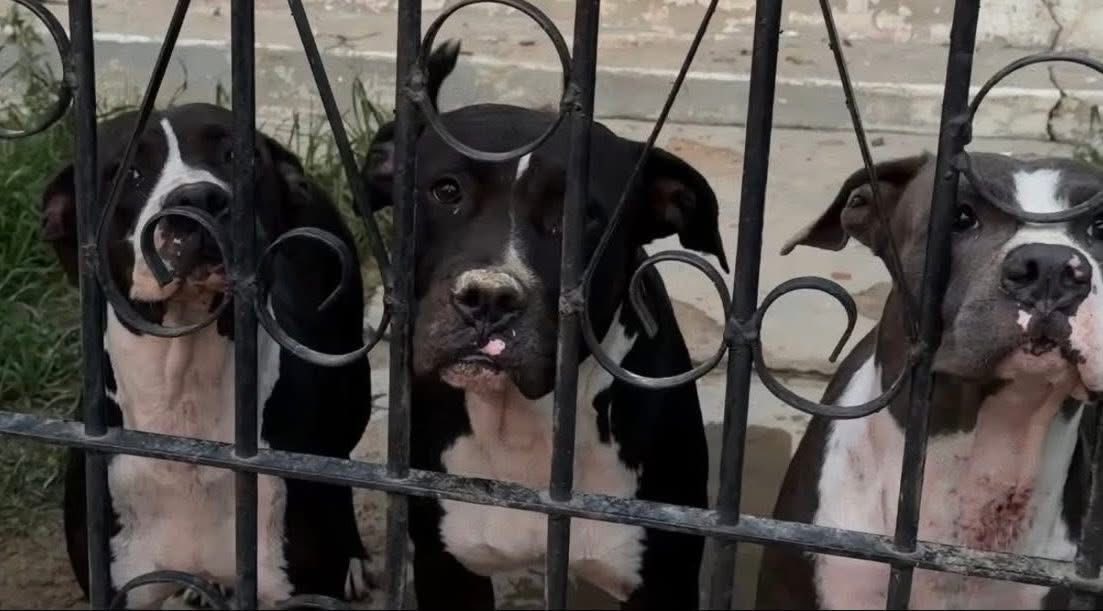 Fatal ataque de perros deja una mujer muerta en La Ceiba