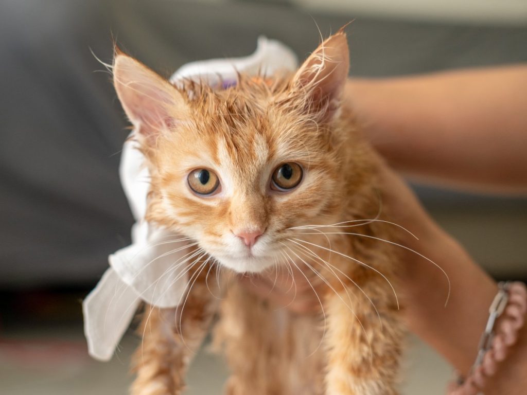 Alerta por panleucopenia felina en Honduras: virus mortal preocupa a dueños de gatos