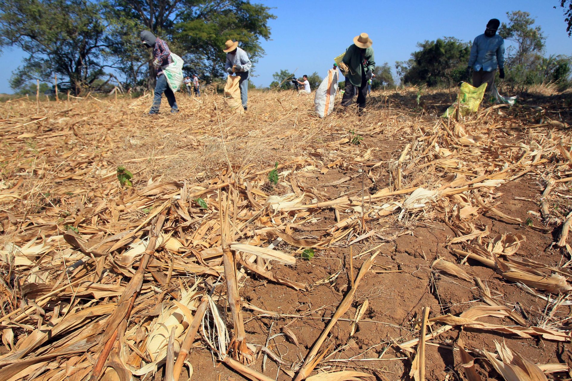 Productores advierten crisis agrícola por falta de apoyo financiero y amenaza de El Niño