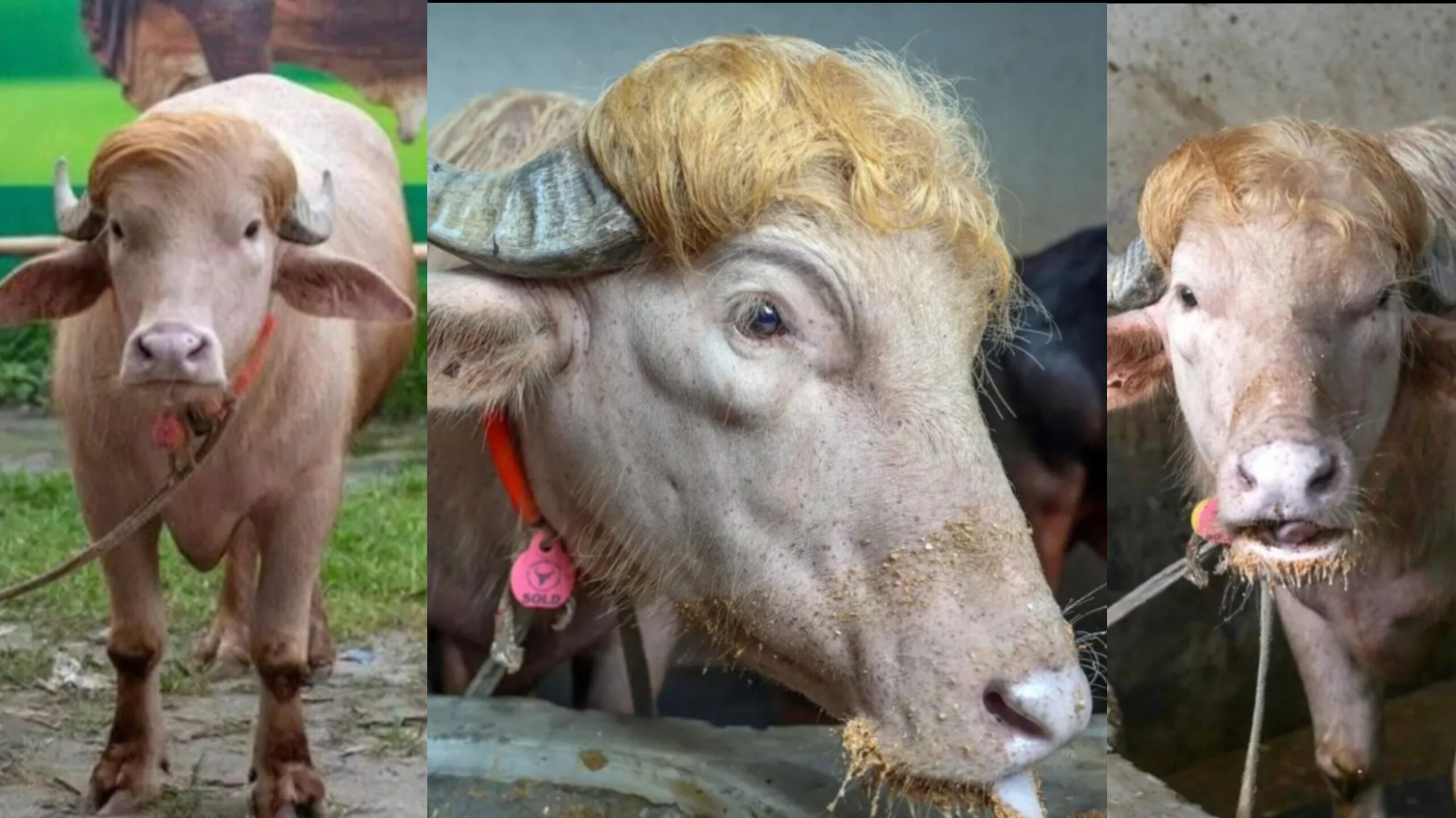 Búfalo albino apodado “Donald Trump” se vuelve viral y es salvado del sacrificio en Bangladés