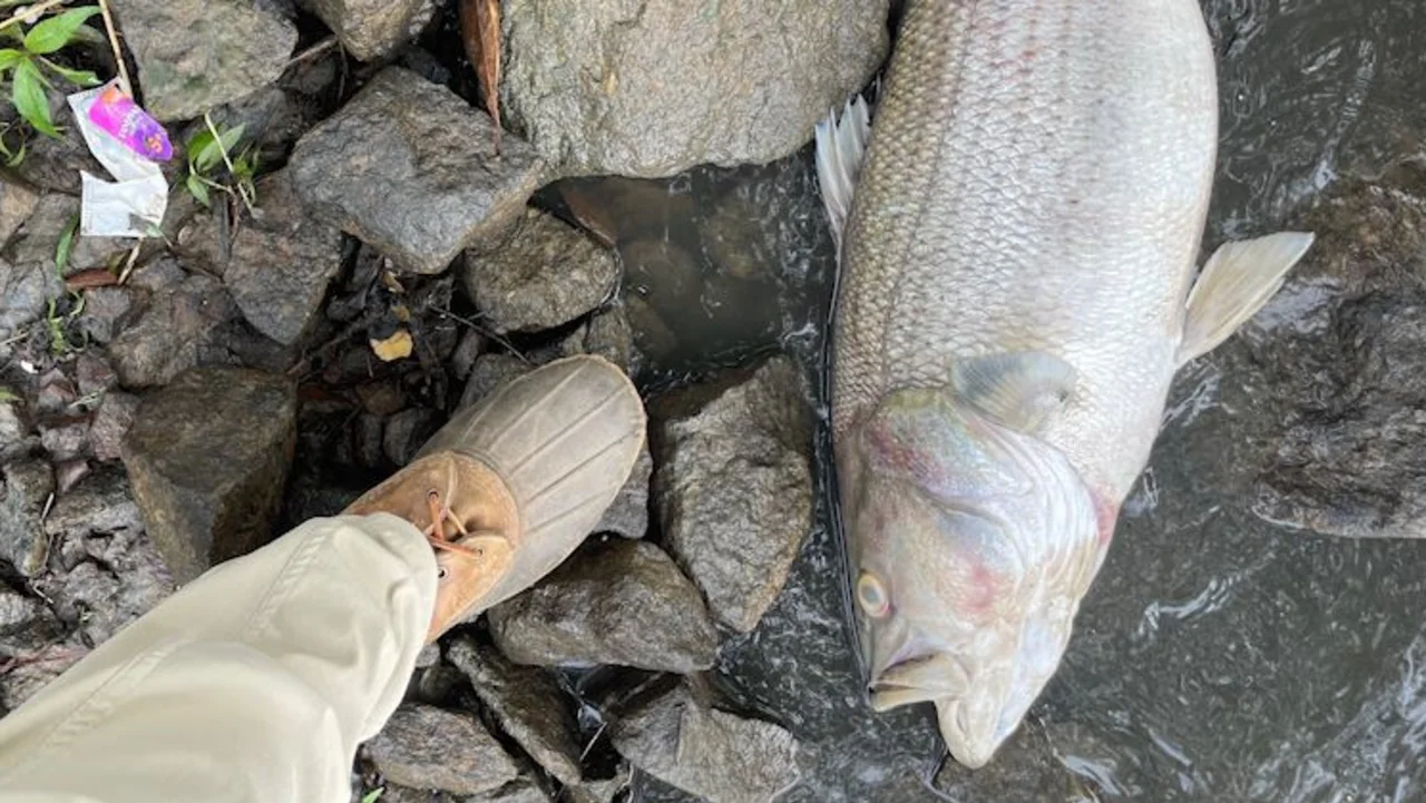 Encuentran miles de peces muertos en un río de Georgia tras fuertes lluvias e intensas tormentas