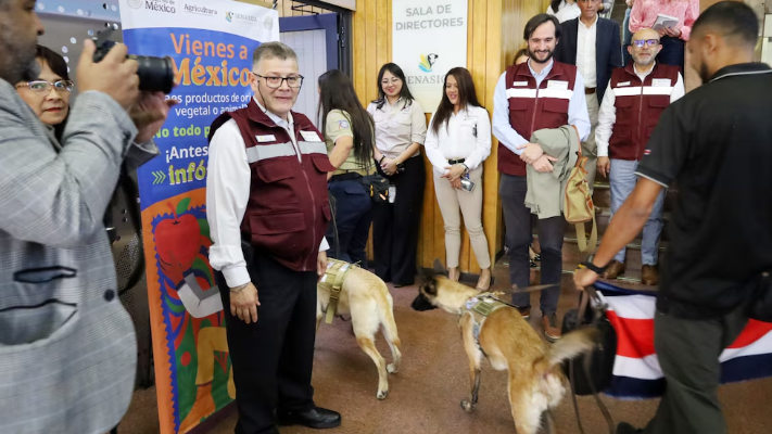 México refuerza controles fronterizos con apoyo de binomios caninos de Centroamérica y el Caribe ante aumento de turistas por el Mundial
