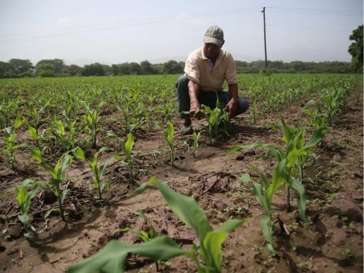 Gobierno activa medidas ante impacto de El Niño para proteger producción y garantizar alimentos