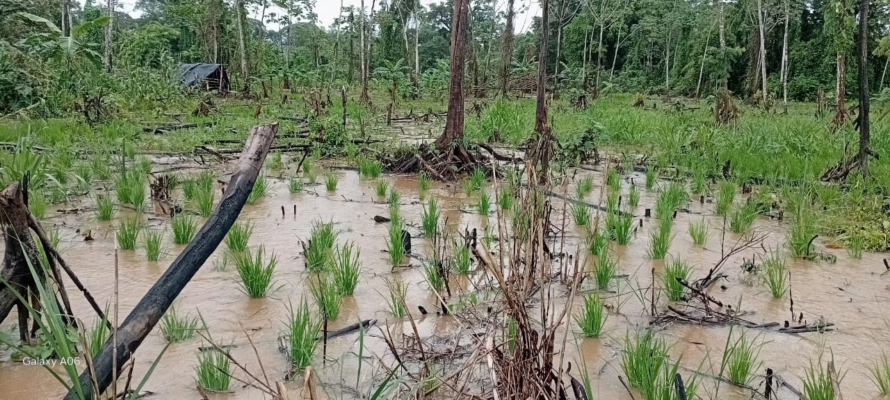Inundaciones arrasan con hogares y cultivos en La Mosquitia; familias misquitas enfrentan una crisis humanitaria