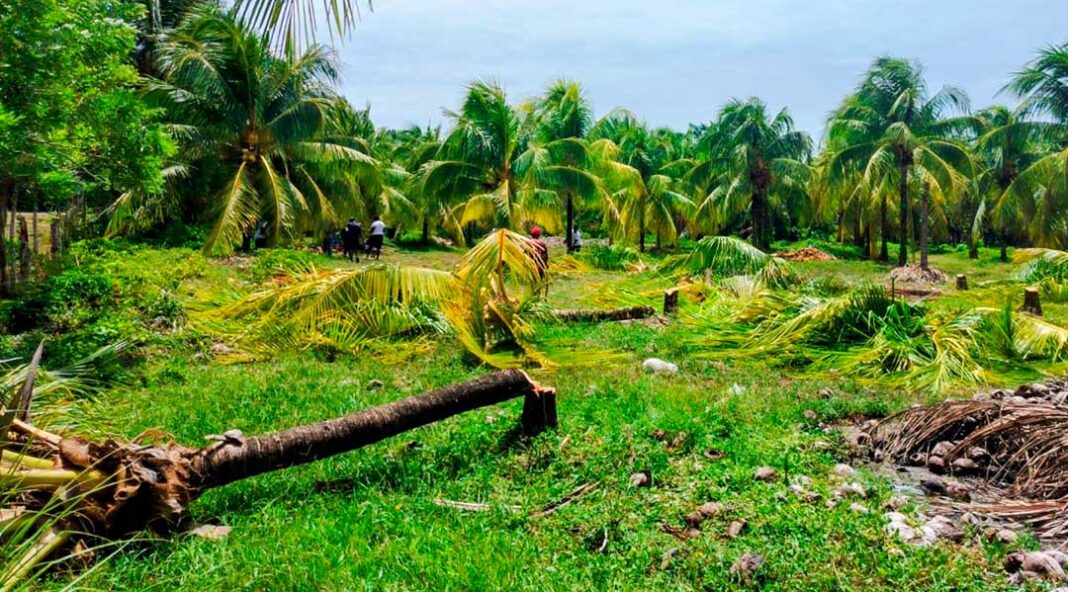 Empresario denuncia invasión de su propiedad y amenazas en Tornabé, Atlántida