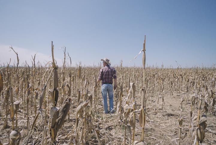 Cenaos advierte posibles pérdidas agrícolas por insuficientes lluvias en agosto