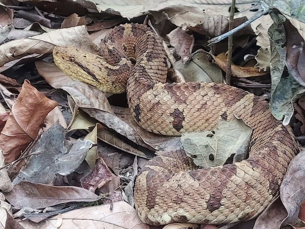 Hospital Escuela reporta aumento de pacientes por mordeduras de serpiente durante 2026