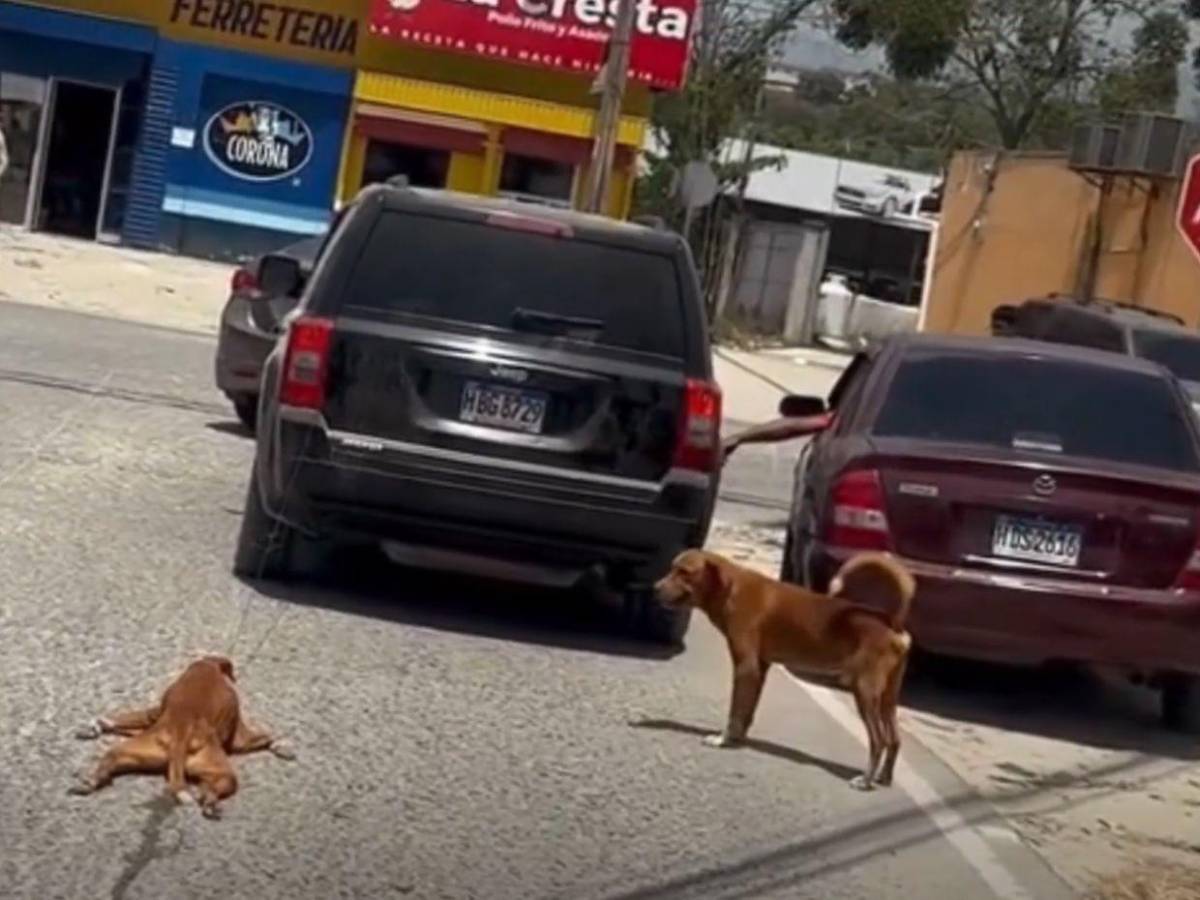 ¡Quedó libre! MP concluye que no hubo delito en caso del perro arrastrado en Choloma