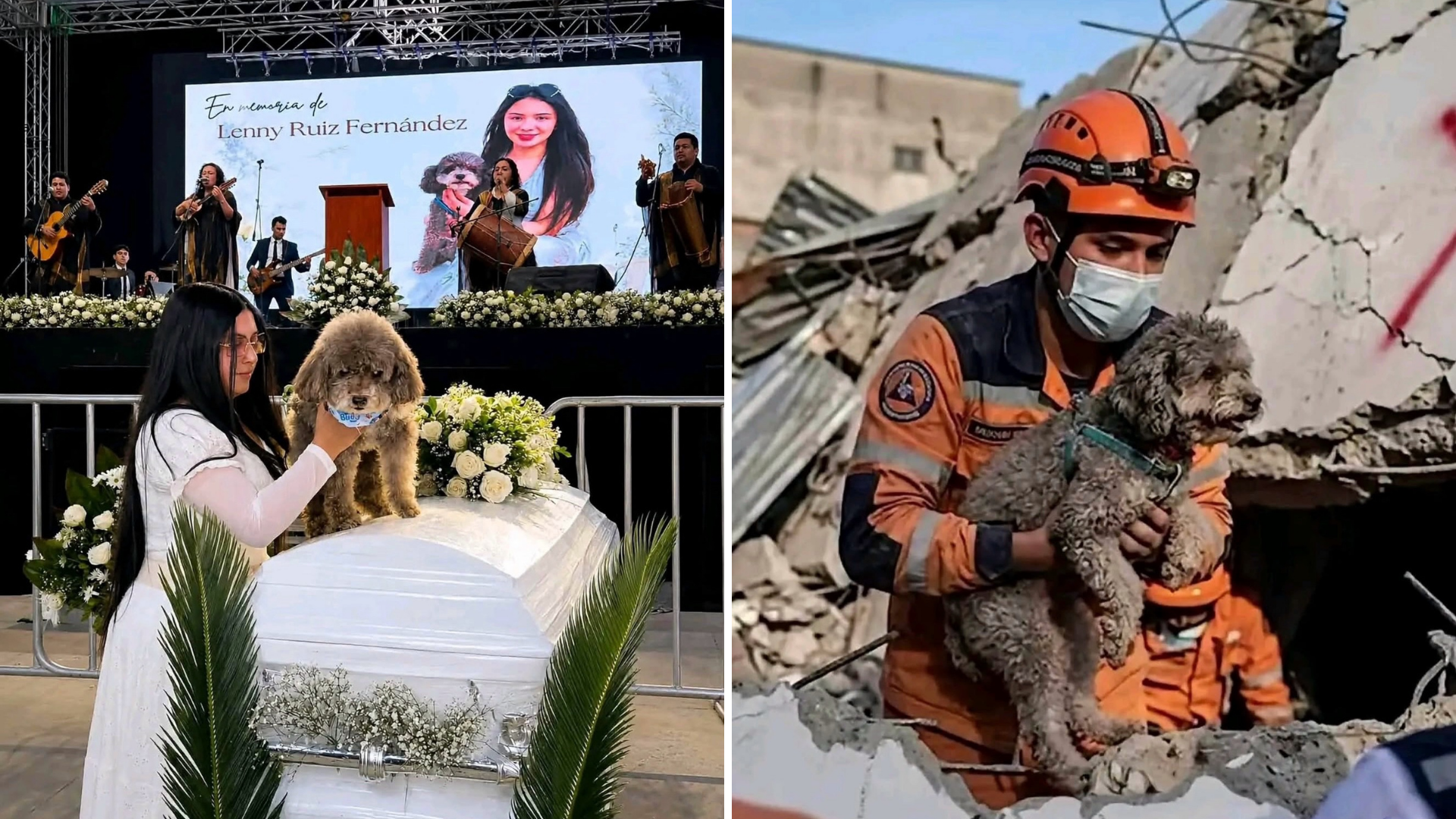 Perrito sobrevive al terremoto tras quedar protegido por el cuerpo de su dueña
