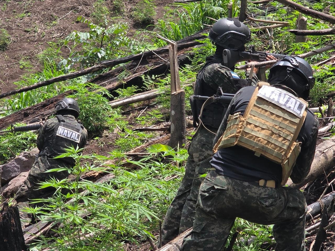 Aseguran plantación con unos 7,000 arbustos de supuesta marihuana en Colón