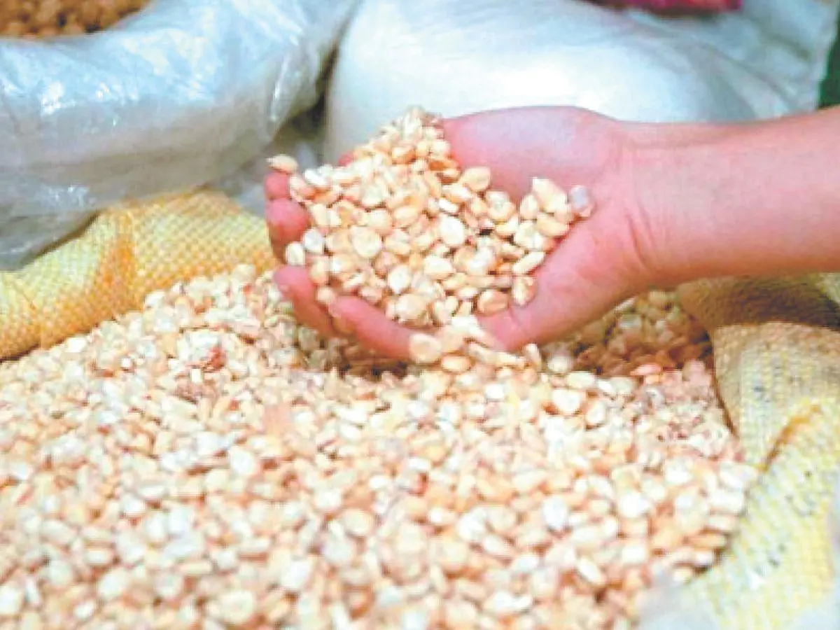 Honduras prevé importar 17 millones de quintales de maíz amarillo ante menor cosecha