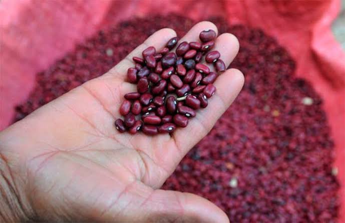 Sequía amenaza producción de frijol y plantean sembrar 30 mil hectáreas