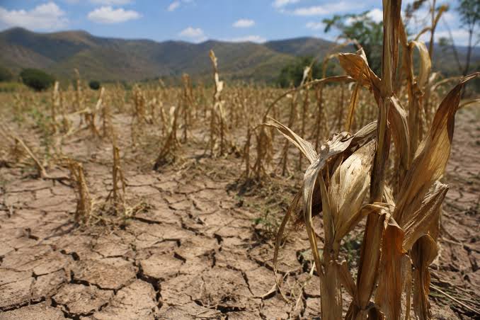 Sequía golpea al Corredor Seco: se pierden cultivos y ahora crece el temor por el agua para consumo