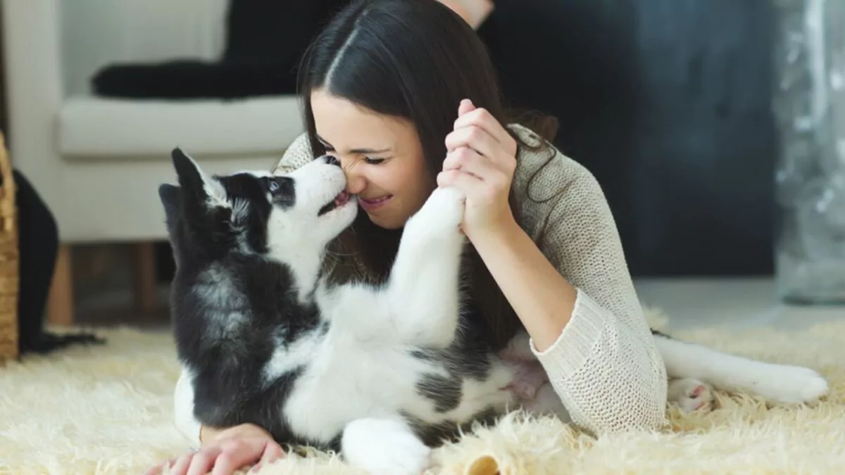 Estudio revela cómo el cerebro de los perros procesa el miedo y la tristeza en los rostros humanos