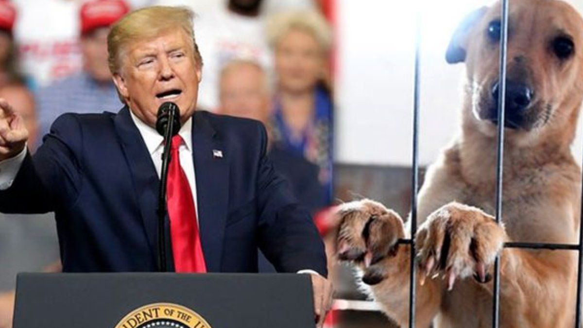 Trump firma ley que convierte la crueldad animal grave en delito federal en Estados Unidos